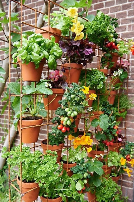 Mini Edible Garden