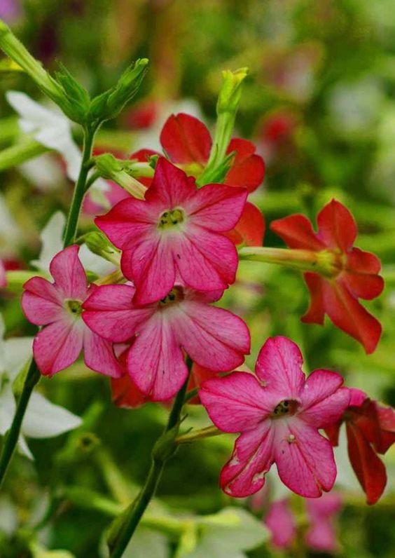 25 Most Fragrant Flowers That Will Fill Your Garden With Sweet And Pleasant Scents