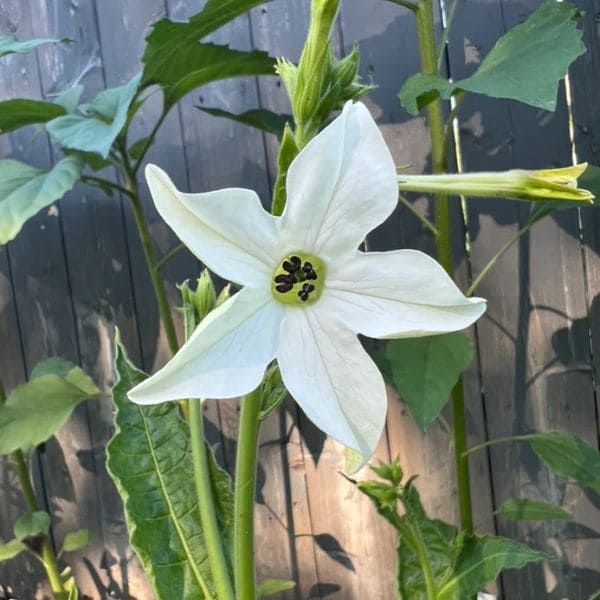 Nicotiana