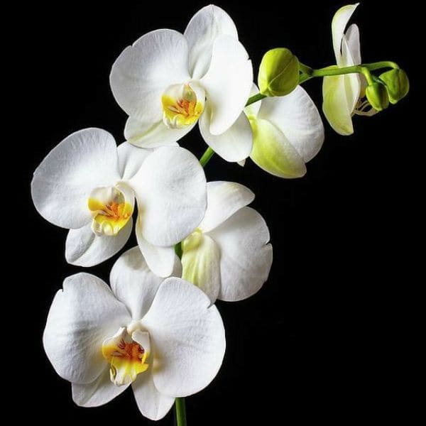 Orchid