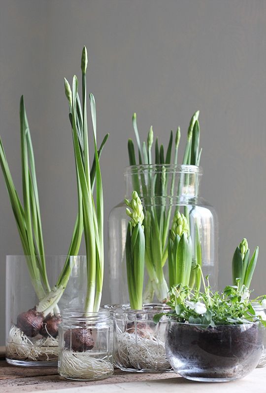 indoor plants that can grow in water