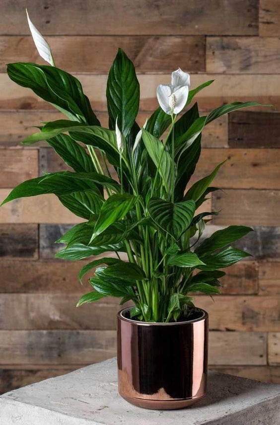 indoor plants that release oxygen at night