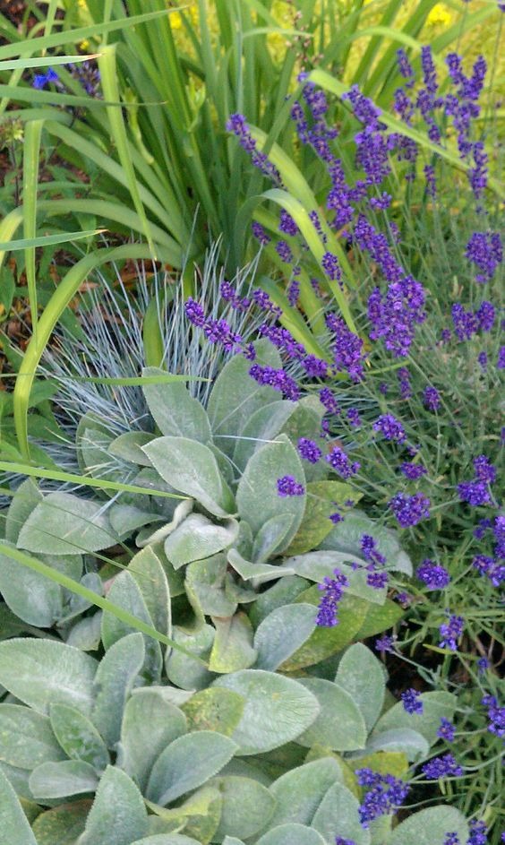 Perennial Herb Oasis