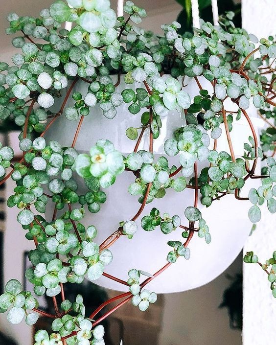 20 Tiny Houseplants That Are Cute, Colorful, And Low-Maintenance
