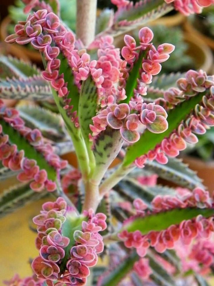Pink Mother Of Millions
