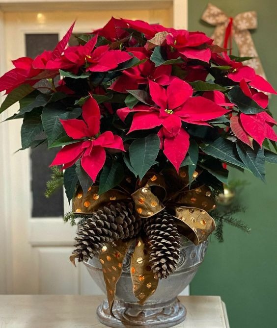 Poinsettia Arrangments With Ribbons