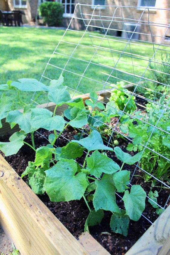 Raised Planter Trellis For Vegetables