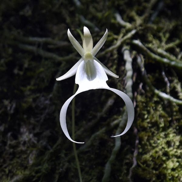 Rare White Orchid - Ghost Orchid