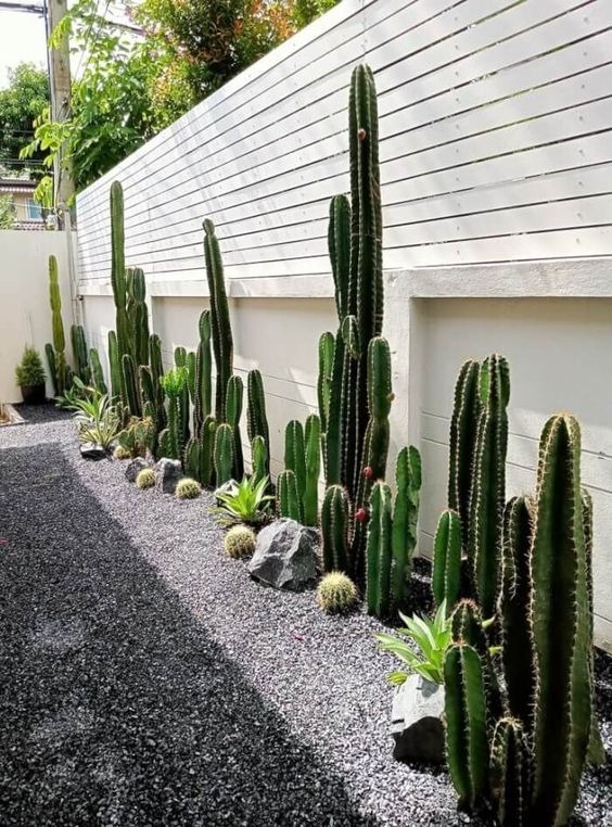 Retaining Cactus Garden