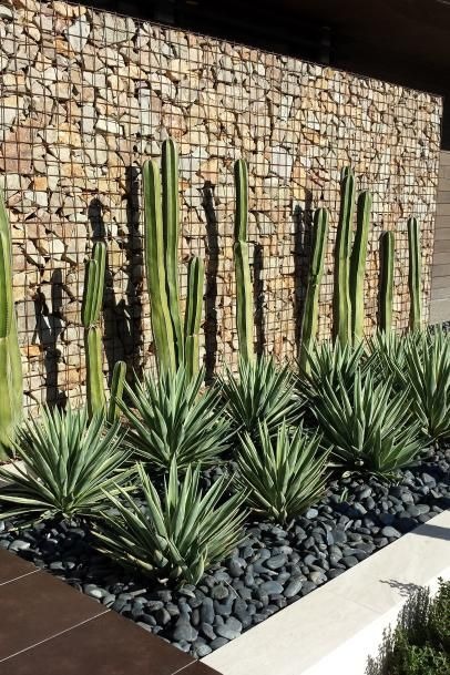 Retaining Wall Garden With Desert Plants