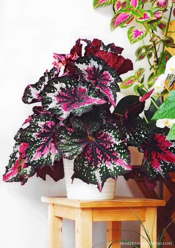 20 Colorful Houseplants To Add A Splash Of Color To Your Home