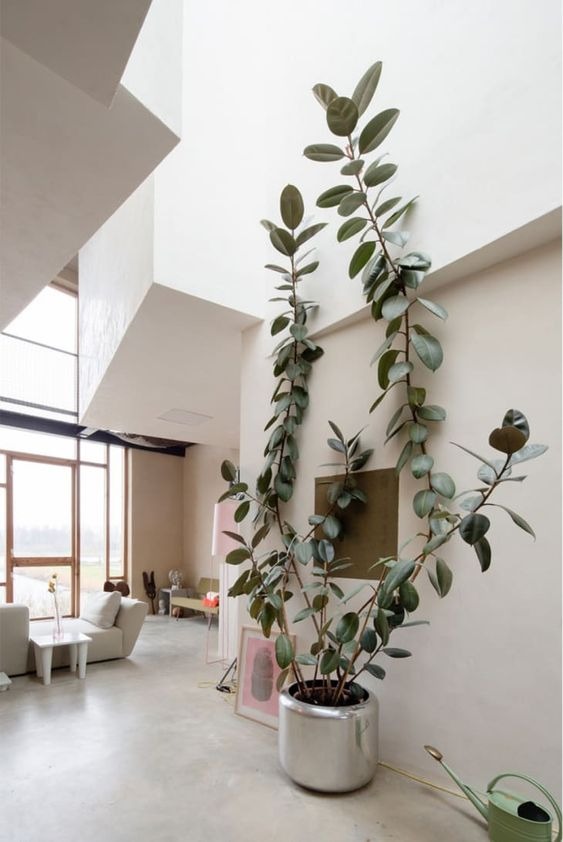 20 Indoor Plants For The Living Room To Dress Up Your Space