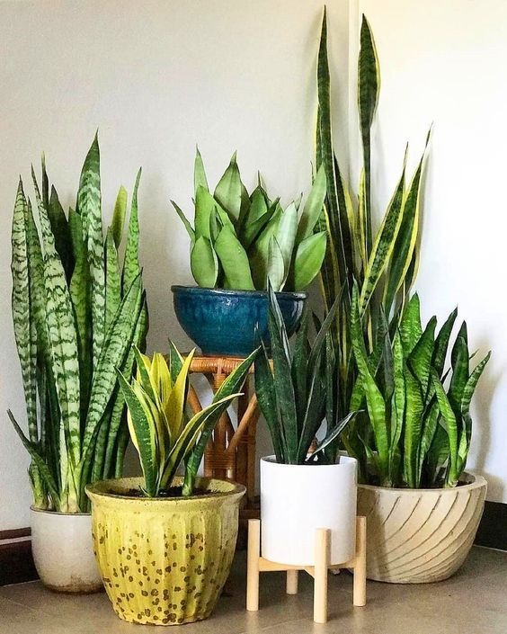 22 Tropical Plants That Will Transform Your Space Into A Paradise