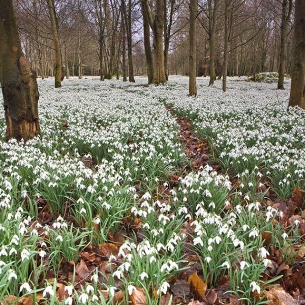 Snowdrop In Woodland Gardens