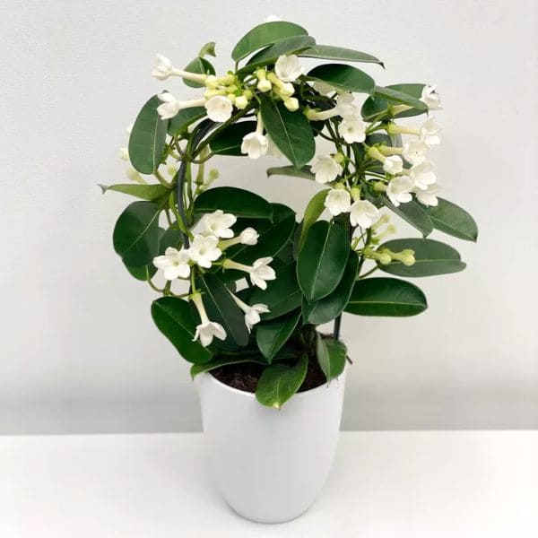 Stephanotis Indoors