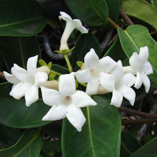 Stephanotis