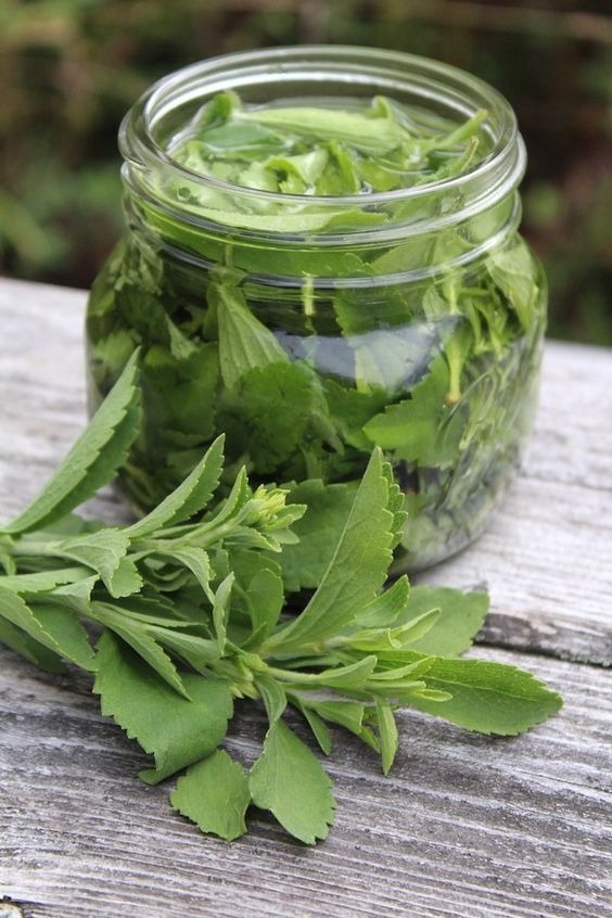 Herbs that can grow in water