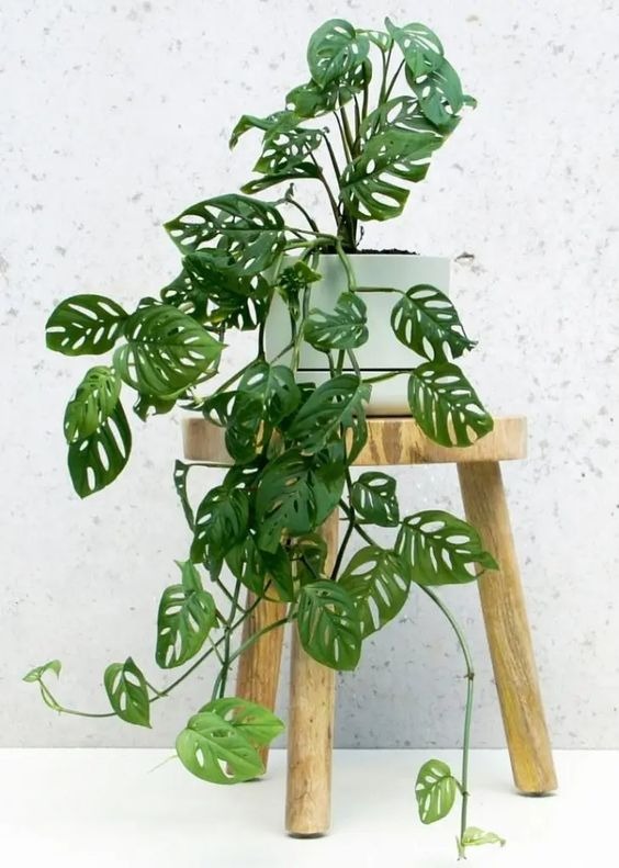 indoor vining plants