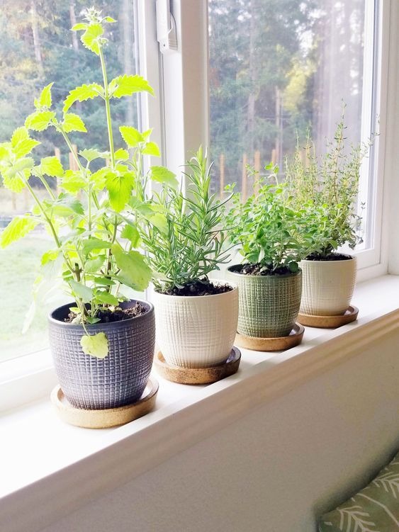 The Kitchen Windowsill Herb Garden