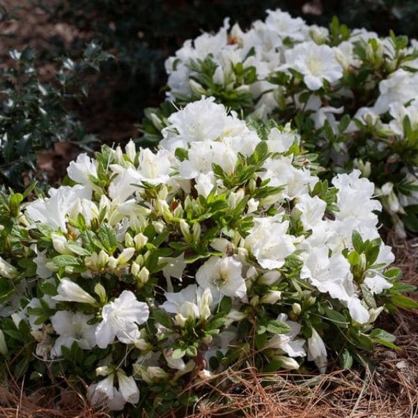 White Azalea In Garden