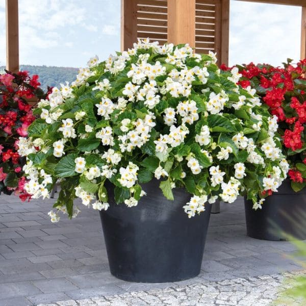 White Begonia In Container