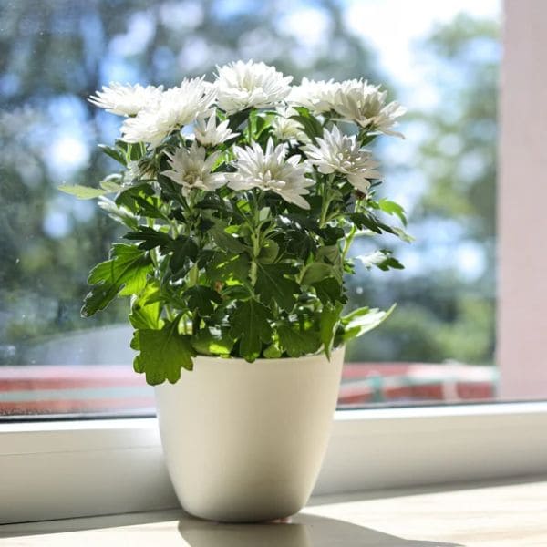 White Chrysanthemum In Pot