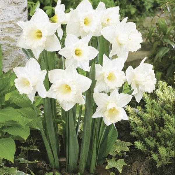 White Daffodil In Garden