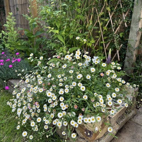 White Daisy In Garden Design