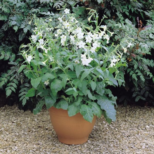 White Nicotiana In Garden