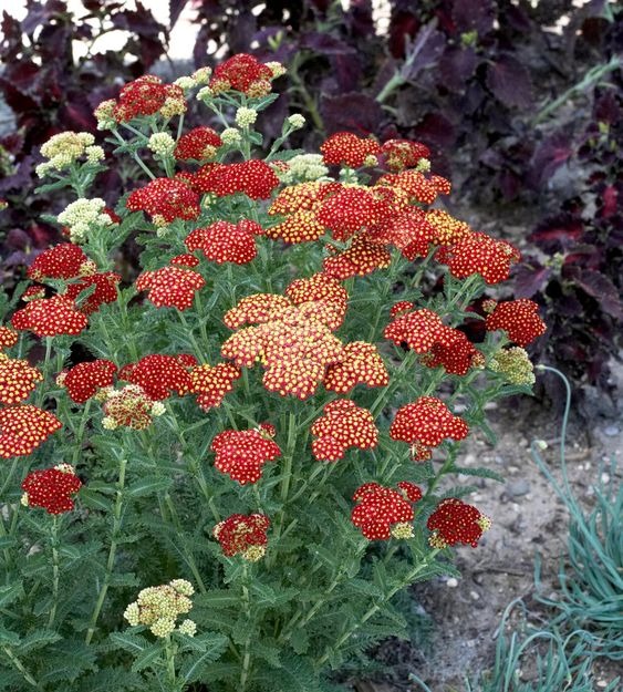 drought-tolerant plants