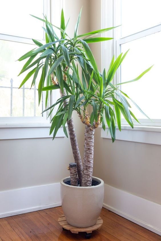 houseplants that thrive in direct sunlight