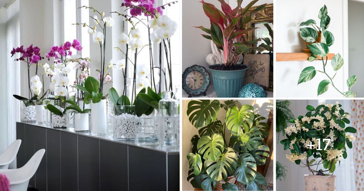 22 Amazing Indoor Plants That Release Oxygen At Night To Improve Air Quality