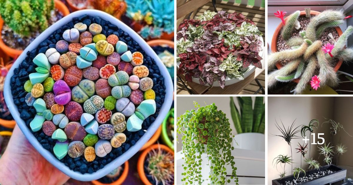20 Tiny Houseplants That Are Cute Colorful And Low Maintenance