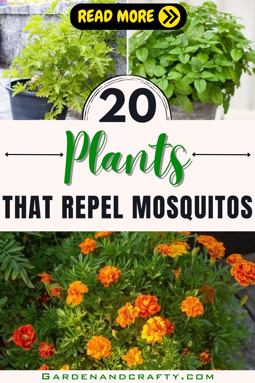 20 Plants That Repel Mosquitos Naturally And Smell Great Too