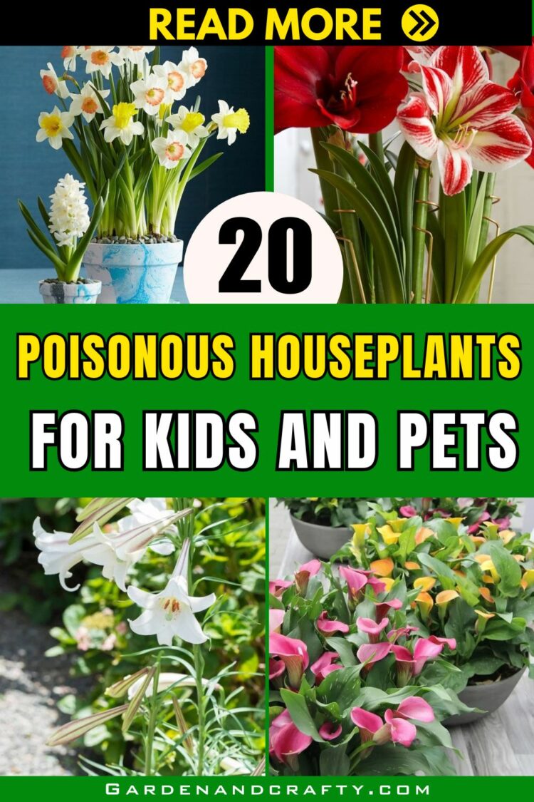 20 Poisonous Houseplants That Can Harm Your Pets And Kids