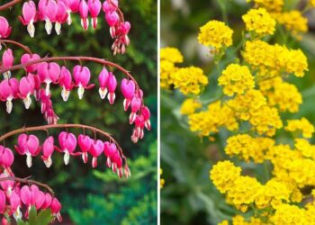 20 Best Spring Flowers To Brighten Up Your Garden And Home