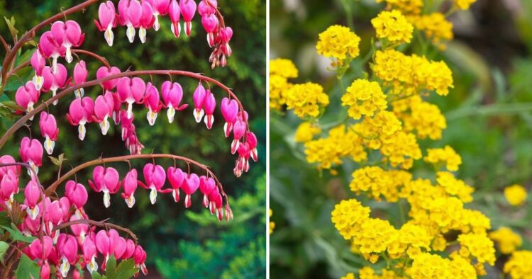20 Best Spring Flowers To Brighten Up Your Garden And Home