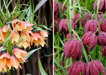 20 Unique Flowers To Grow In The Garden That Will Surprise And Delight You