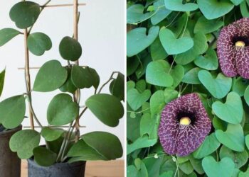 20 Plants With Heart-shaped Leaves To Spread Love In Your Home