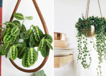 20 Hanging Plants That Will Brighten Up Any Room In Your House