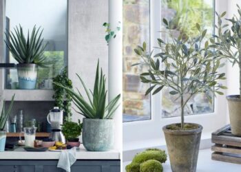 20 Kitchen Plants That Will Brighten Up Your Cooking Space