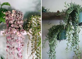 17 Best String Of Plants For Hanging Baskets And Plant Stands