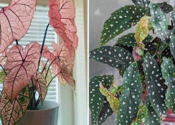 20 Colorful Houseplants To Add A Splash Of Color To Your Home