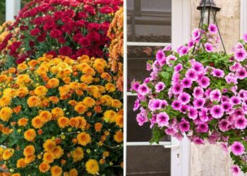 20 Front Porch Plants That Will Boost Your Curb Appeal