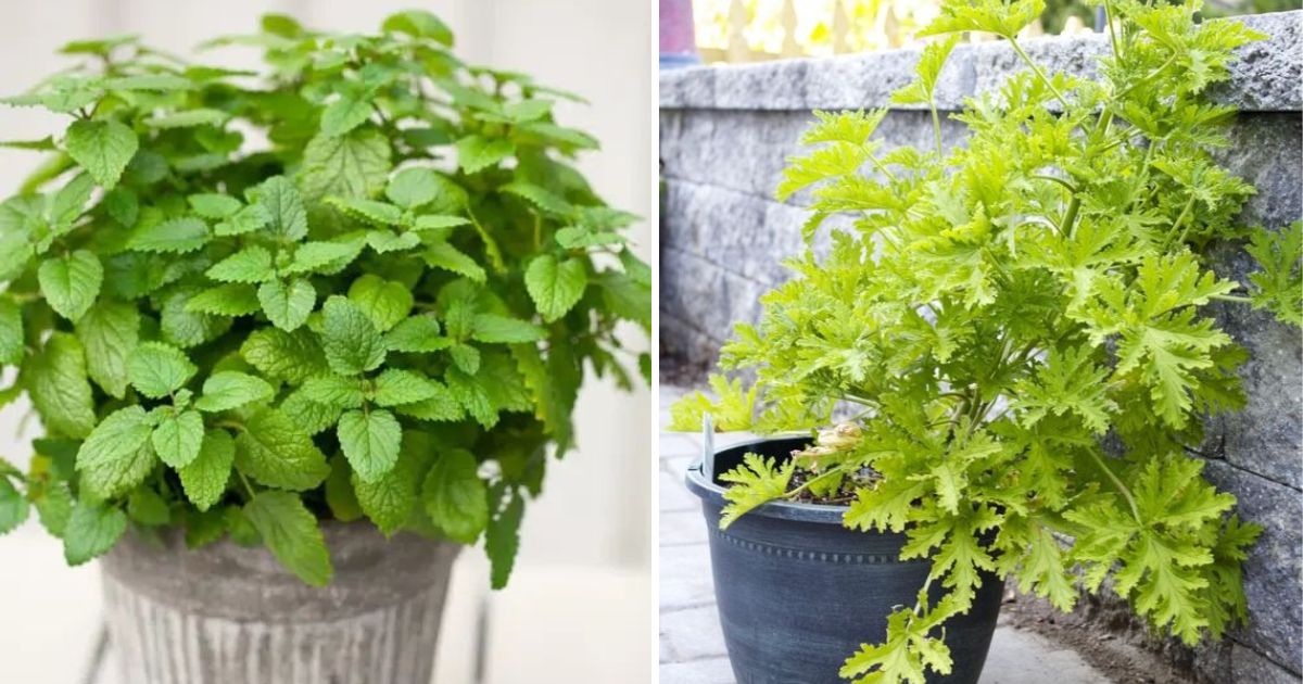 20 Plants That Repel Mosquitos Naturally And Smell Great Too