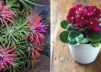 20 Pet-friendly Houseplants That Won’t Harm Your Furry Friends