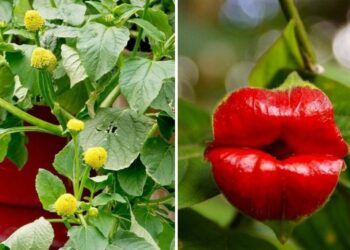20 Plants With Bizarre Names That Look Like Out Of This World