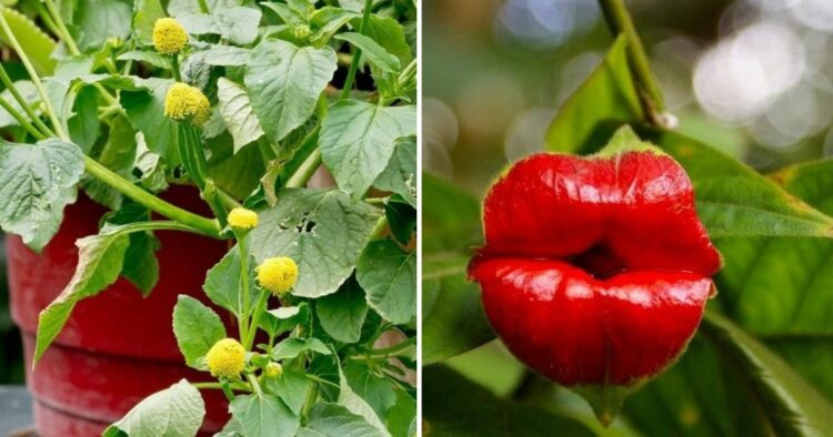 20 Plants With Bizarre Names That Look Like Out Of This World