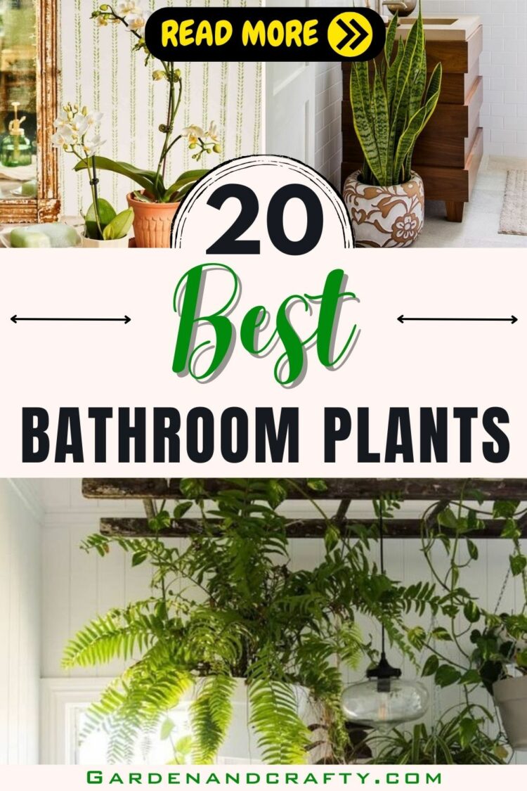Bathroom Plants: 20 Plants That Love The Humidity Of Your Bathroom