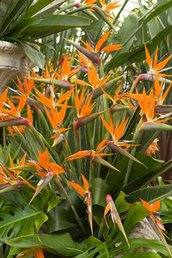 20 Unique Flowers To Grow In The Garden That Will Surprise And Delight You
